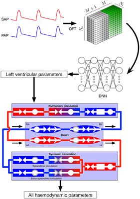 Implementation and Calibration of a Deep Neural Network to Predict Parameters of Left Ventricular Systolic Function Based on Pulmonary and Systemic Arterial Pressure Signals